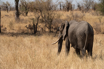 Fototapeta premium A herd of antelopes on the African savannah with the silhouettes of elephants