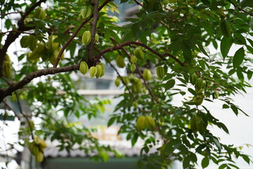 Starfruit tree full of ripe fruits in a tropical garden. Carambola fruits hanging densely from branches, surrounded by green leaves. Exotic tropical fruit tree, commonly found in Southeast Asia.