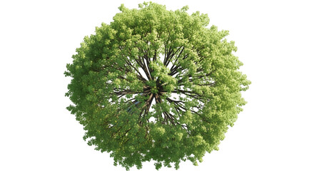 Top-down view of a lush green deciduous tree