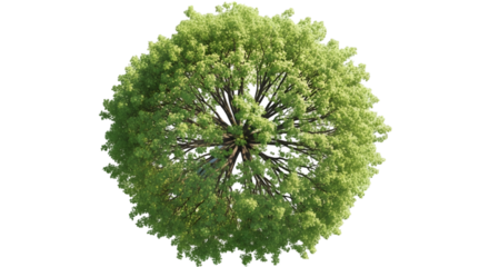 Top-down view of a lush green deciduous tree