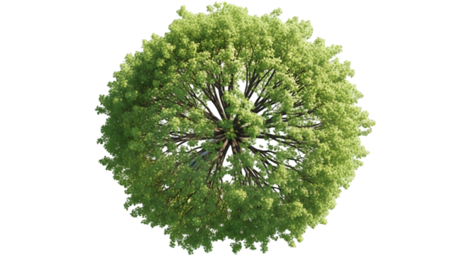 Top-down view of a lush green deciduous tree