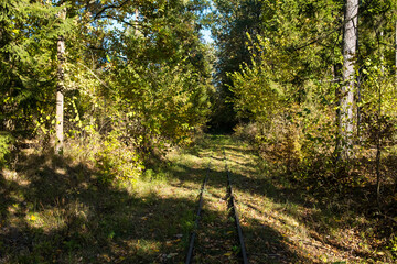 Obraz premium Narrow-gauge railway in the Bialowieza Forest, Poland