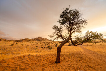 Obraz premium Golden sunset over the Namibian savanna with scattered trees on the horizon