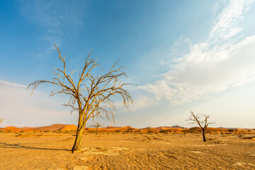 Dry desert landscape with scattered leafless trees in Namibia