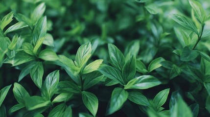 Fototapeta premium A close-up of vibrant green leaves, showcasing their glossy texture and intricate shapes, creating a lush and refreshing atmosphere.