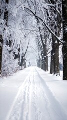 Snowy winter pathway through a forest