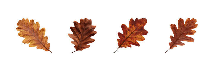 Fototapeta premium Autumn Oak Leaves Set. Seasonal Nature And Botanical Collection Isolated On Transparent Background