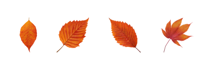 Autumn Leaves Set. Seasonal Nature And Botanical Collection Isolated On Transparent Background