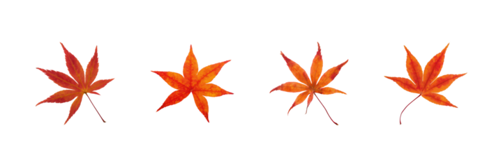 Autumn Maple Leaves Set. Seasonal Foliage And Nature Collection Isolated On Transparent Background