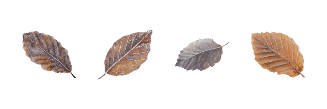 Frost-Covered Autumn Leaves Set. Nature'S Seasonal Transition Collection Isolated On Transparent Background