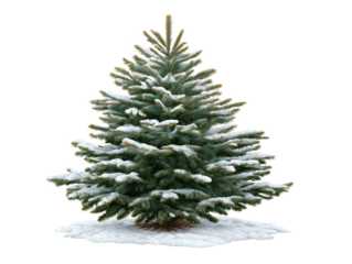 Snow-Kissed Evergreen: A solitary evergreen stands cloaked in a soft mantle of snow, its needles glistening under a pale winter sun. a picture of the season