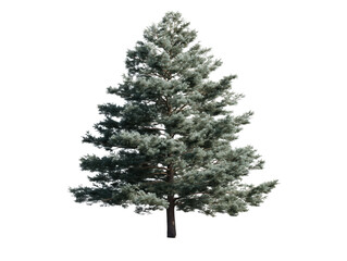 Fototapeta premium Evergreen Grace: A majestic evergreen tree stands tall, its verdant branches reaching towards the sky, an emblem of enduring beauty and natural splendor.