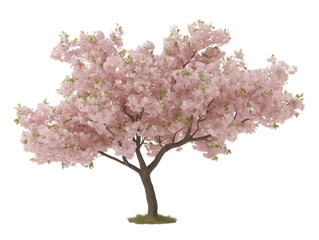 Obraz premium Cherry Blossom Elegance: A solitary cherry blossom tree bursts with delicate pink blooms, signaling the arrival of spring with its graceful beauty.
