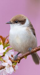 Small bird with brown cap rests on a blooming branch with pink background.