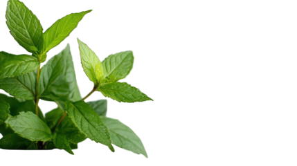 Fresh green mint plant isolated on transparent background culinary herb ingredient aromatherapy