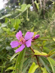 Melastoma malabathricum with vibrant purple flowers in the wild