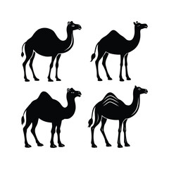 Black and white silhouette standing camel 