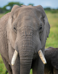 Closeup Portrait of a Majestic African Elephant with Tusks