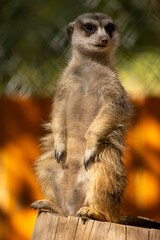 Close-up portrait of a meerkat in the desert. Meerkat watching from a burrow in the sunlight. Meerkat portrait against orange background. Shot of a meerkat on vibrant orange.