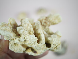 Discover natural ocean treasures a delicate textured coral specimen held gently