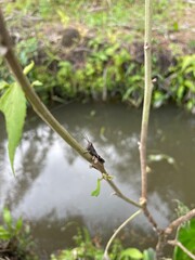 Grasshopper perched on a green leaf