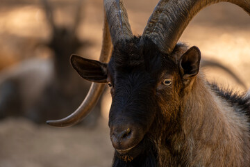 Wild mountain goat in forest habitat. Mountain goat standing in the woods. Wild goat in natural...