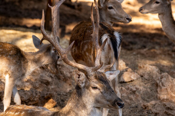 Wild deer portrait in forest. Wild stag portrait in natural habitat. Close-up of a deer in woodland. Majestic male deer in the forest. 