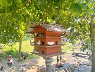bird house on a tree
dove
pigeon
