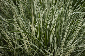 Arrhenatherum bulbosum variegatum. Decorative green and white striped grass. Small depth of field