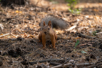 A small red squirrel stands on the forest floor among fallen leaves and twigs. The background features blurred trees and natural foliage.