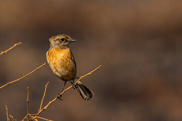 Female African Stonechat