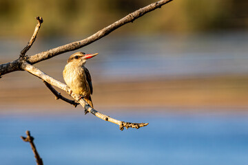 Brown-hooded Kingfisher