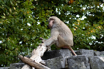 Affe, Pavian, Rot, Äffchen, Makak