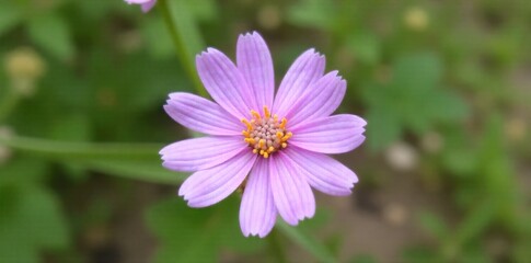 Obraz premium Close up of Purple Wildflower Detail A breathtaking macro photograph capturing the intricate details of a single, dew kissed purple wildflower. The delicate petals exhibit subtle variations in shade,