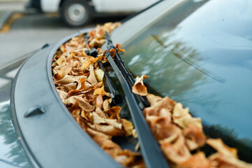 A horizontal, shallow depth of field shot shows numerous dry, yellow-brown autumn leaves scattered across a car windshield and entangled in the wipers. A white car is blurred in the background.
