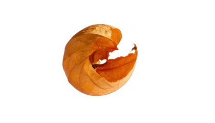 Delicate dried lantern flower husk with intricate veining and autumnal hues, perfect for seasonal design projects.