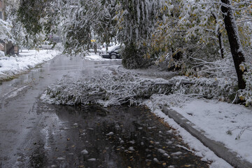 Fallen tree on road after heavy snowfall.