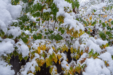 Green and yellow foliage is covered with first snow.