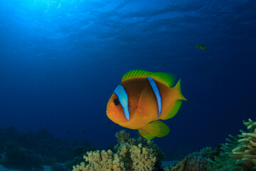Clownfish swim slowly over the reef where the anemone lives.
