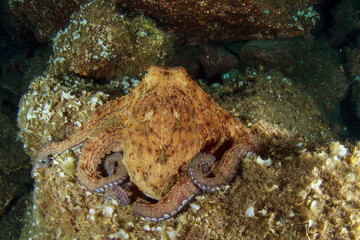 An experienced octopus watches us from outside its marine shelter.