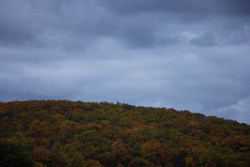 clouds in the forest