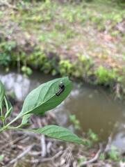 Caterpillar eating green leaf in natural environment