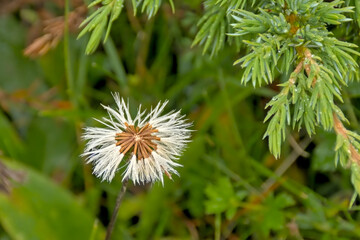  White seeds of a coltsfoot plant - Tussilago farfara, selective focus 