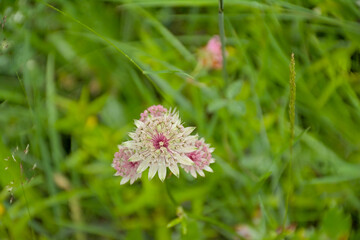 Pink and white Astrantia Major flower in an alpine meadow, selective focus 