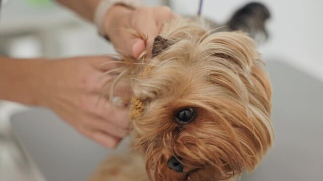 Beautiful and cute Yorkshire terrier being groomed, bathed and dried with a hair dryer, dog hair care