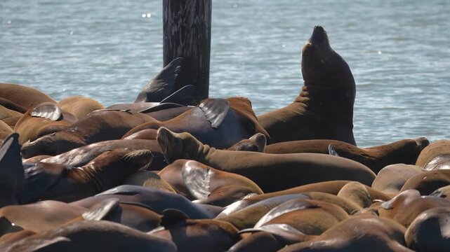 Sea lions pack a floating dock by a weathered piling at Pier 39, San Francisco. Most rest, some lift heads or fins. Bright daylight, tight framing, shallow depth.