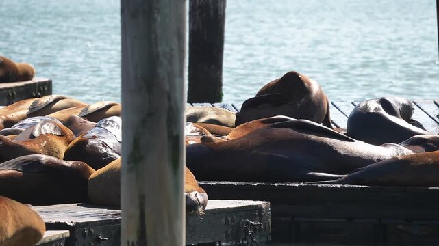 Dozens of California sea lions rest on wooden docks beside pilings, flippers draped, wet pelts glint in daylight, close framing shows chains and barnacled posts.