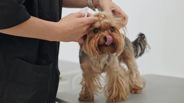 Beautiful and cute Yorkshire terrier being groomed, bathed and dried with a hair dryer, dog hair care