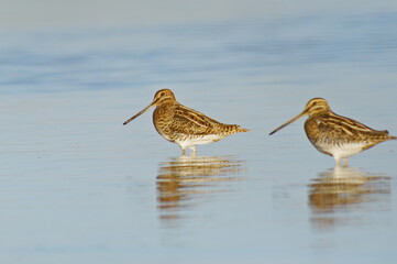 Two Common snipe in the lake