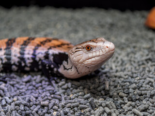 アオジタトカゲ